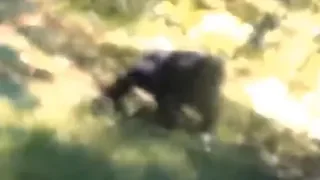 Hiker chased by young Bigfoot.  Breakdown.