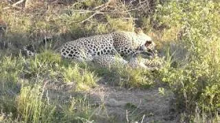 Leopards Mating with slap