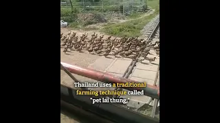 Hundreds of ducks hold up train as they cross railway tracks