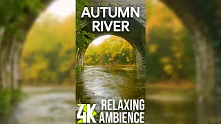 4K Relaxing Atmosphere of Autumn Rainy Day for Vertical Screens - Calming River Sound for Deep Sleep