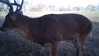 2016-2017 OHIO BIG BUCK DEER BOW SEASON