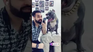 Brody Darubaz ne Sari Baat Kharab Kardi 😂 Funny Pitbull Dog | #shorts | Harpreet SDC