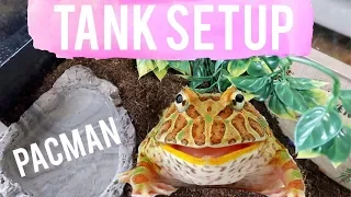 How To Setup Pacman Frog Tank | Albino Horned Pacman Frog Tank Setup