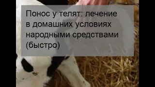 Понос у телят: лечение в домашних условиях народными средствами (быстро)