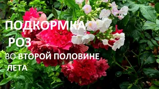 Подкормка роз во второй половине лета .Идет  вторая волна цветения