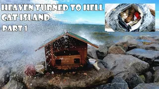 Cat paradise turned into hell in one day. Bad weather turned the cat island upside - down. Part 1