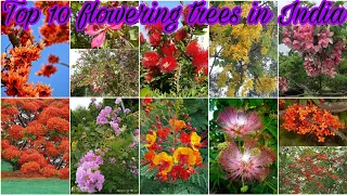 Top 10 Flowering trees in India/parmanent outdoor flowering trees ।