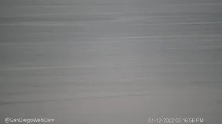 Whale seen from Cabrillo National Monument