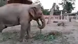 Kaavan's 10th day at Cambodia Wildlife Sanctuary || Big Boy is eating so much