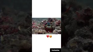 Mantis Shrimp Packs A Punch Predator In Paradise❤️ #sub4sub animals#viral#india#shorts#shrimp#viral