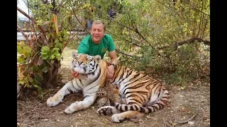 ЭКСТРЕННЫЙ  ВЫПУСК !!! Родила  амурская тигрица МЫ В ВОЛЬЕРЕ  !Amur tigress gave birth !