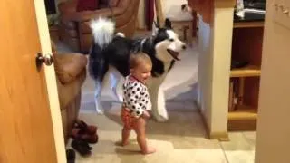 Crazy husky makes baby laugh