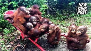 These baby orangutans are headed to their first day of school