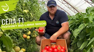 Села F1 - полудет від Libra Seeds. Рожевий томат для низьких теплиць.