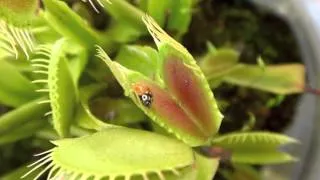 Ladybug Trapped by Venus Fly Trap