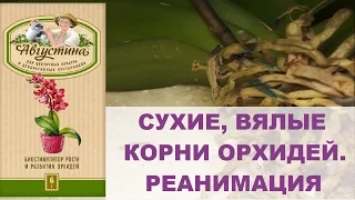 СУХИЕ, ВЯЛЫЕ КОРНИ ОРХИДЕЙ. РЕАНИМАЦИЯ / ORCHID. DRY ROOTS