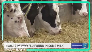 Traces of bird flu found in some milk