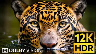 Dolby Vision 12K HDR 120fps 🌿 Wildlife in 2024 (EXTREME COLORS)