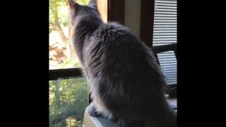 Maine Coon Cat Chirping At Birds In The Yard