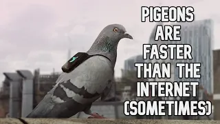 Fact Fiend - Pigeons are Faster Than the Internet (Sometimes)