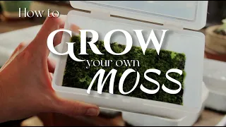 How to find & grow your own moss