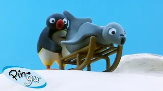 Pingu Becomes an Explorer 🐧 | Pingu - Official Channel | Cartoons For Kids