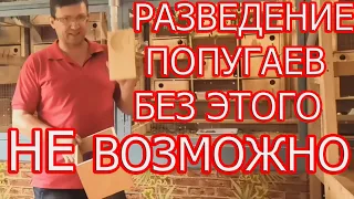 Разведение волнистых попугаев.Лотки для яиц.Вертолетчики.