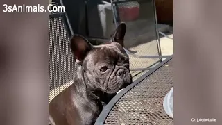 ⚠️ You will get STOMACH ACHE FROM LAUGHING SO HARD 🤣🐶Funny Dog Videos 2022