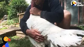 Turkey Loves Cuddling With Man Who Rescued Him | The Dodo