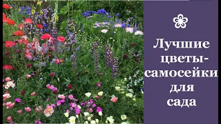 ❀ Лучшие цветы-самосейки для сада