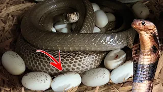 My Cobra FINALLY Laid Eggs!!