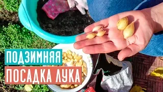 ОЗИМЫЙ ЛУК 🌱 Полная инструкция по посадке / Садовый гид