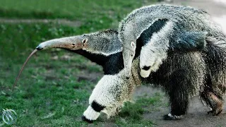GIANT ANTEATER ─ Toothless Giant that Can Kill Jaguars Cougars and Poachers!