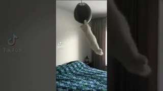 Crazy cat swings on chandelier TikTok by  pets9527