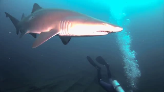 Scuba Diving Caribsea Wreck, NC. Sand Tiger Sharks (Part 1)