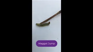 🐛🐛🐛Maggot Jump Wow | #shorts