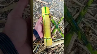 LUAR BIASA!!! Bambu Petuk Kuning Asli
