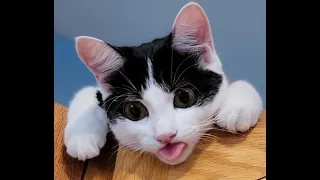 BEST CUTE CATS 😻 | Cat Videos That Will Brighten Up Your Day 2021!😹| International Cat