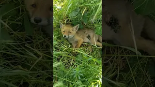 Poor Fox Was Painfully Laying At Grass After Being Deadly Attacked By Dog