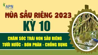 APN - CHĂM SÓC SẦU RIÊNG GIAI ĐOẠN TRÁI NON, TƯỚI NƯỚC - BÓN PHÂN - CHỐNG RỤNG SINH LÝ