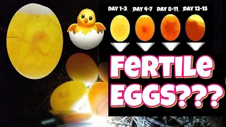 How to check if an egg is fertile and development stages (egg candling)