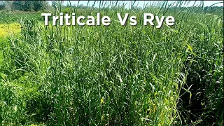 Triticale vs Rye