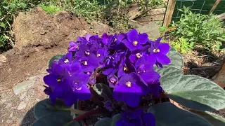 African Violets How To Grow And They Make Perfect Presents