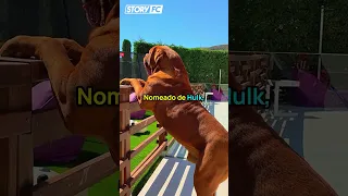 O que aconteceu com o cachorro de Messi 🤔