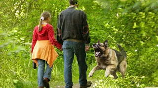 Негодяй вел девочку в лес, чтобы сделать ужасное. Ему бы все сошло, если бы не бесстрашный пес