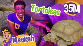 Meekah's Animal Adventure | Educational Videos for Kids | Blippi and Meekah Kids TV