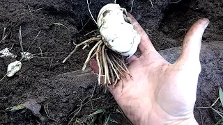 Осенняя пересадка лилий. Зачем это нужно? Lily transplant