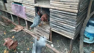 Gallinero con Bambú en Módulo HOrganiFrut