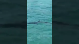 Shark in croatia