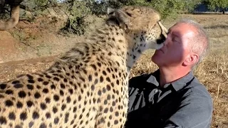 Slow Motion African Cheetah Grooming & Purring | ASMR Relaxing Video Of Big Cat Purr